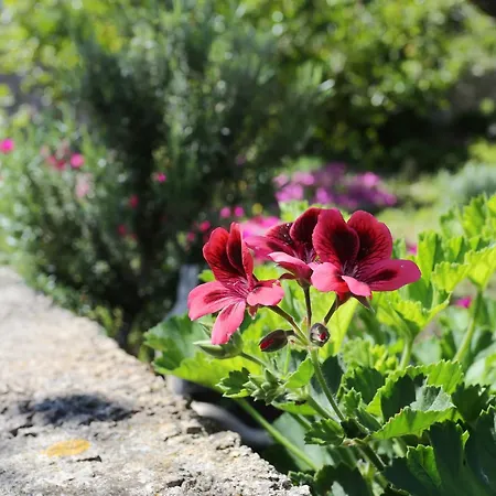 By The Sea Lumbarda, Korcula - 4446